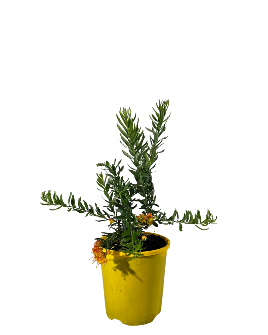 Grevillea Gold Fever - Ladybird Nursery