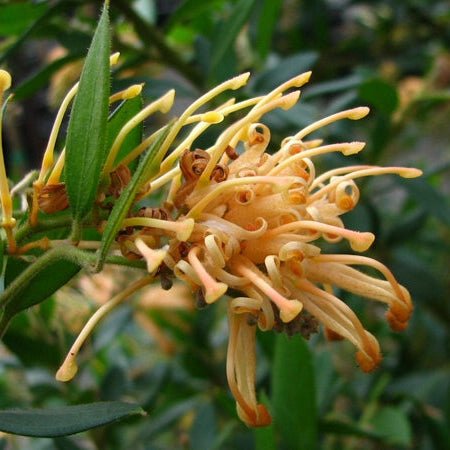 Grevillea 'Duea Gold'