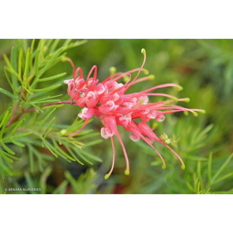 Grevillea 'Ellabella' - Ladybird Nursery