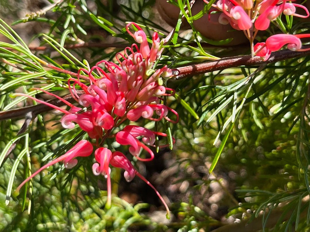 Grevillea 'Ellabella' - Ladybird Nursery