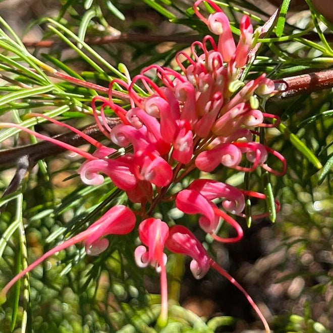 Grevillea 'Ellabella' - Ladybird Nursery