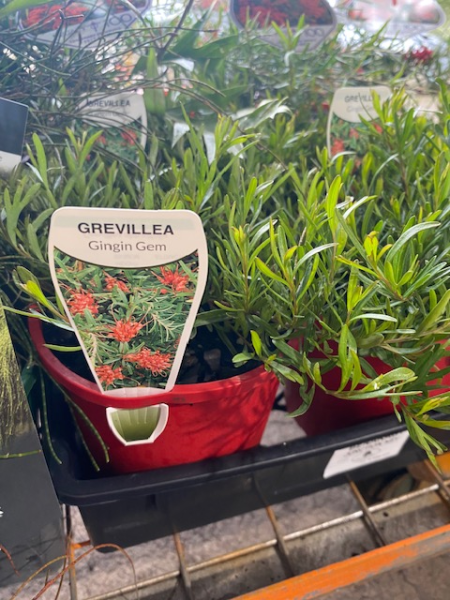 Grevillea 'Gin Gin Gem' (groundcover)