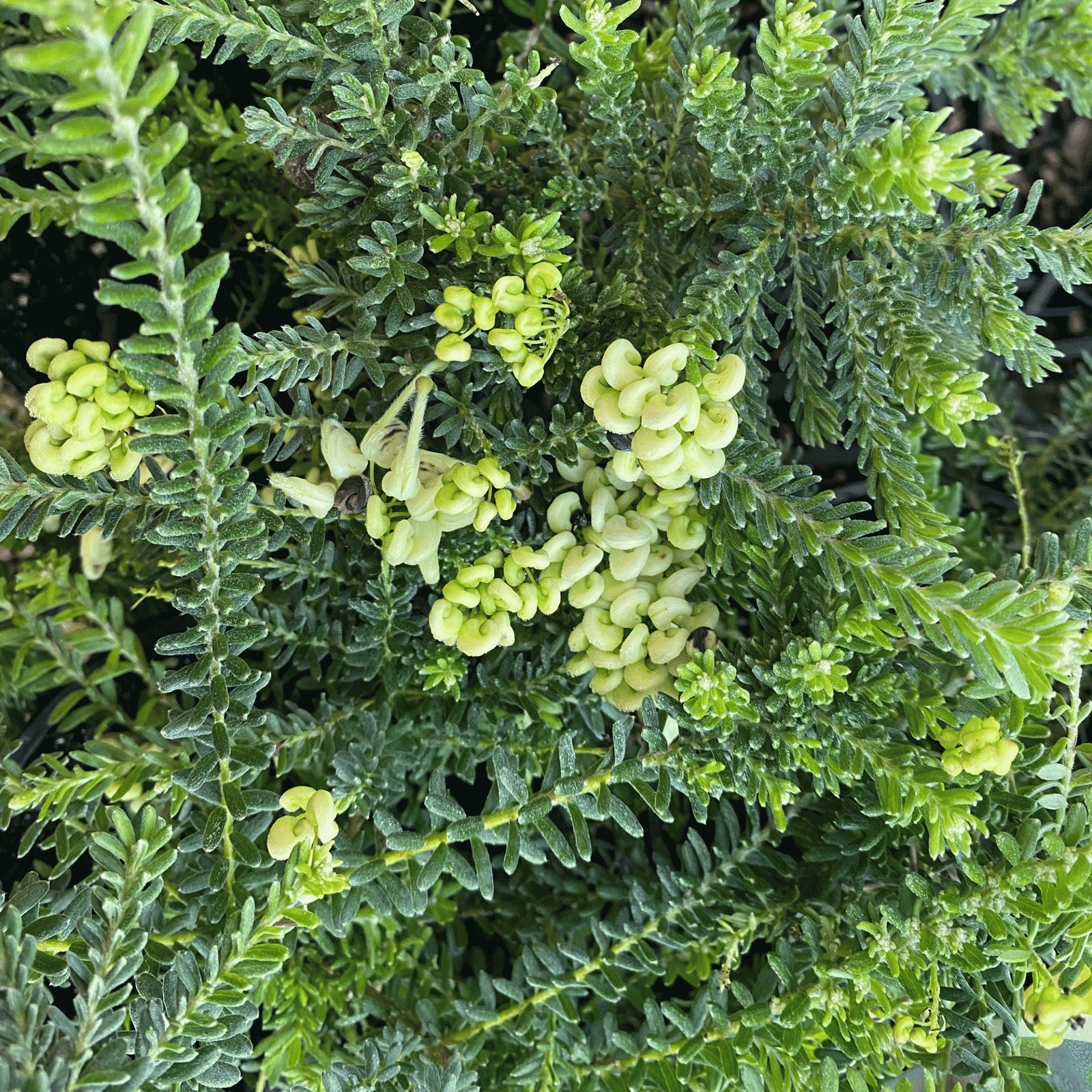 Grevillea 'Mellow Yellow' groundcover - Large