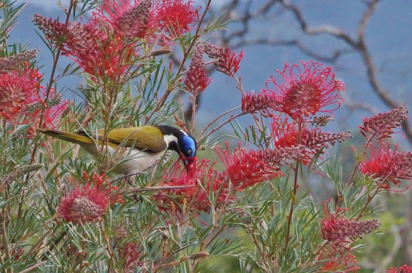 Grevillea 'Red Ripper' - Large - Ladybird Nursery