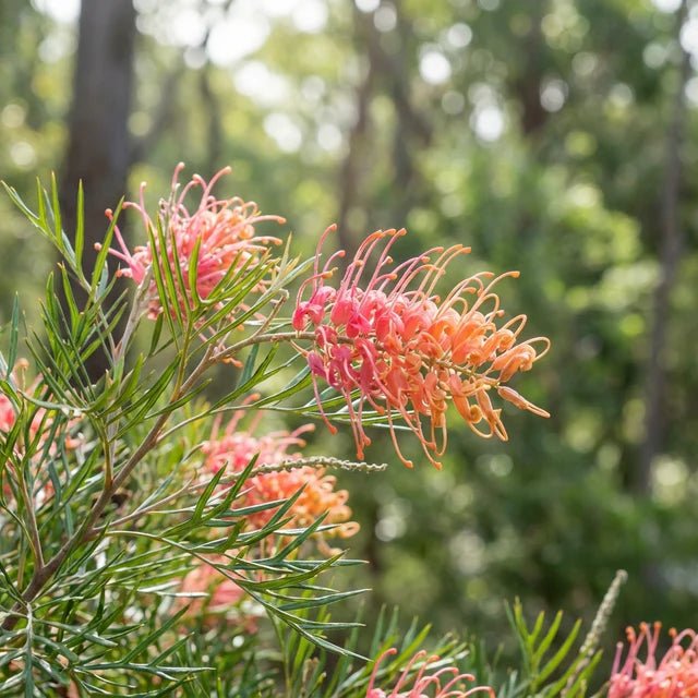 Grevillea 'Strawberry Pops' - Ladybird Nursery