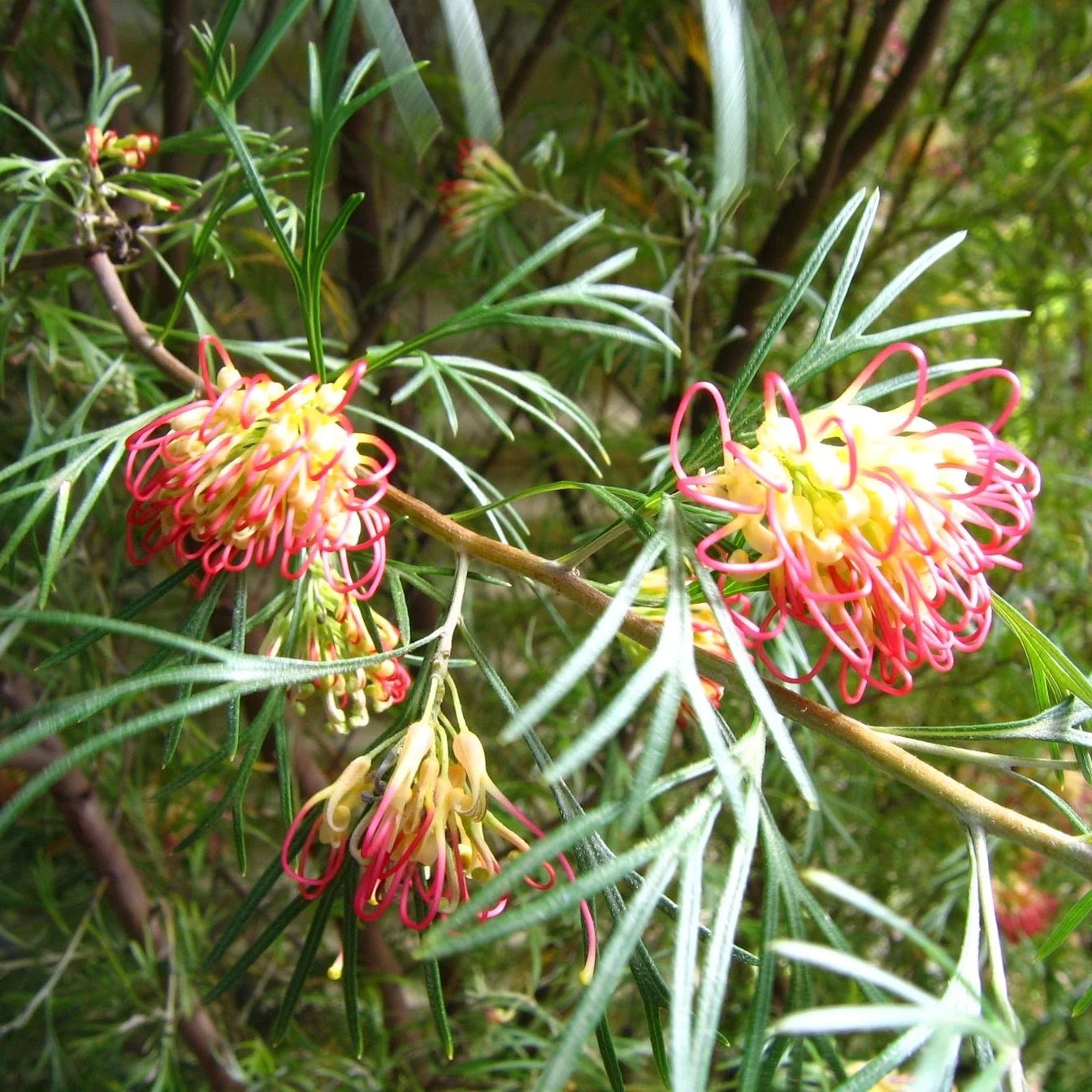 Grevillea 'Winpara Gold' - Large - Ladybird Nursery