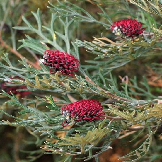Grevillea Red Coral - Ladybird Nursery