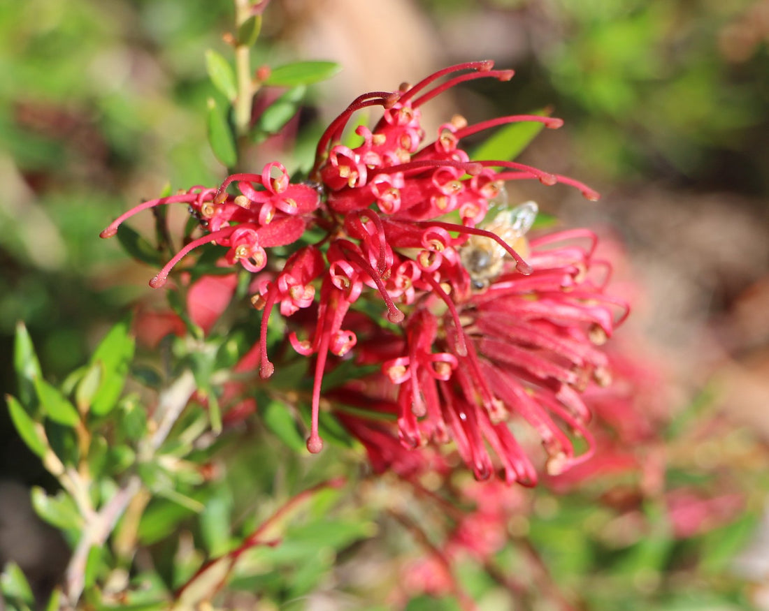 Grevillea Forest Rambler - Ladybird Nursery