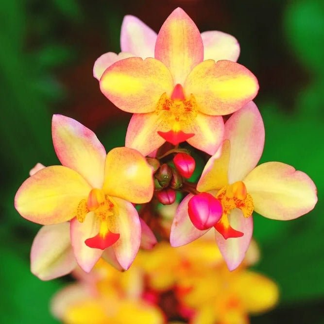 Ground Orchid 'Yellow Mellow' (Spathoglottis) - Ladybird Nursery