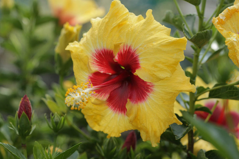 Chinese Hibiscus Adonicus Double Yellow (Hibiscus rosa-sinensis)