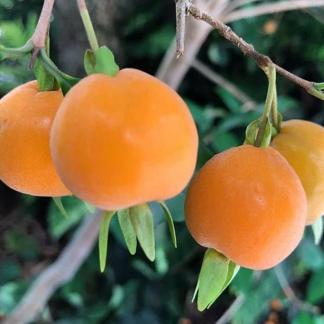 Grumichama Orange - Ladybird Nursery