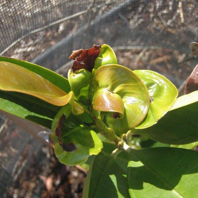 Grumichama Orange - Ladybird Nursery