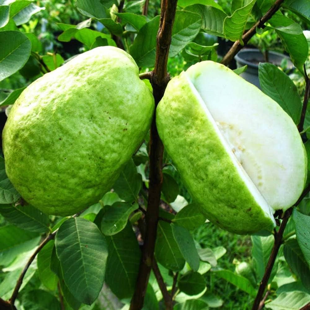 Guava 'Giant Thai'