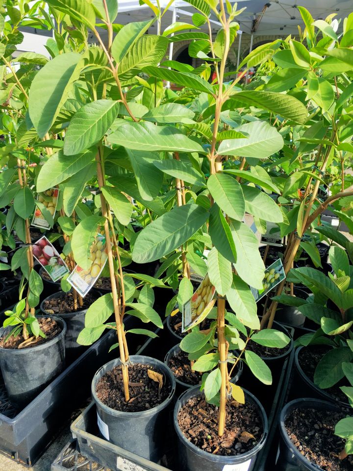 Hawaiian Pink Guava - Ladybird Nursery