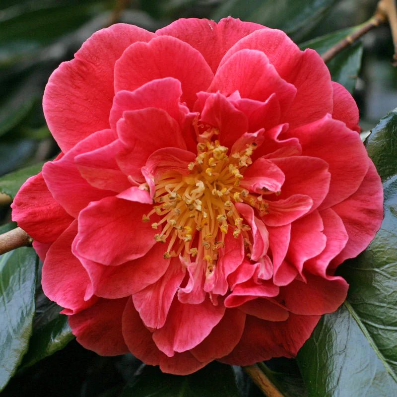 Camellia Guilio Nuccio (Camellia japonica) - Ladybird Nursery