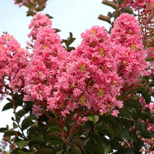 Crepe Myrtle Sioux (Lagerstroemia) - Ladybird Nursery