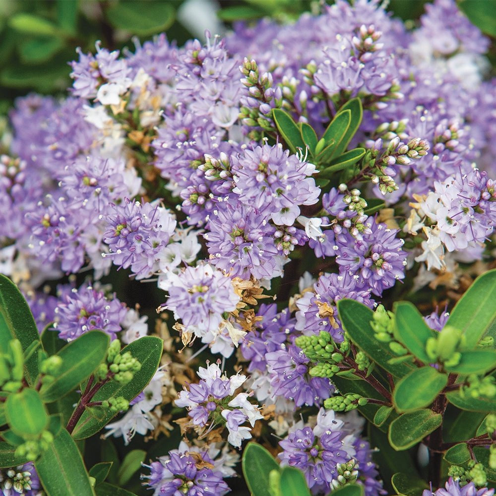 Hebe Bloomin Lilac Mist - Ladybird Nursery