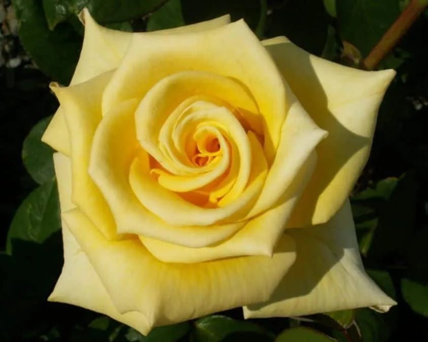 Rose Helmut Schmidt (Rosa) - Ladybird Nursery