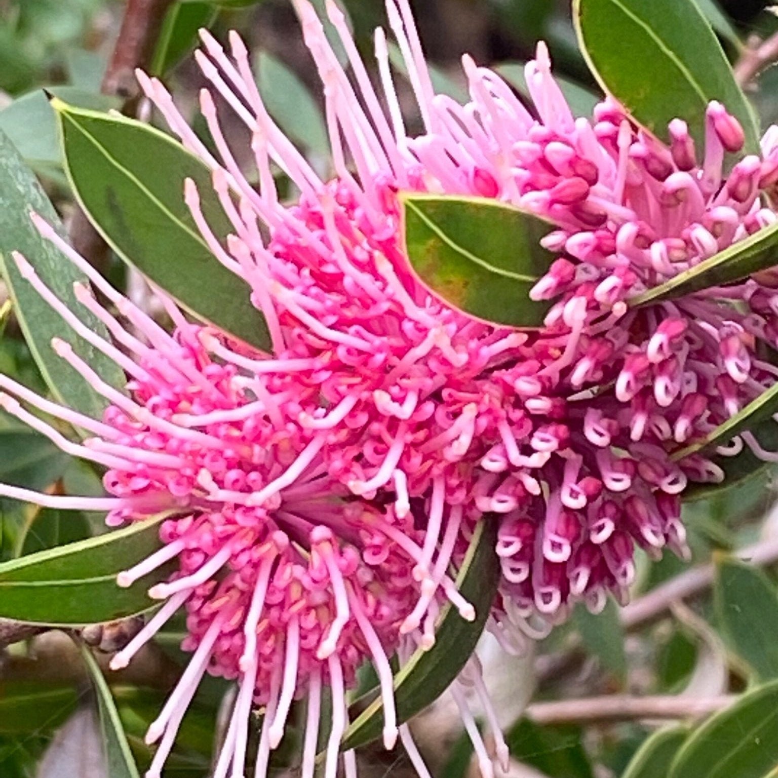 Hakea ‘Burrendong Beauty’ - Ladybird Nursery