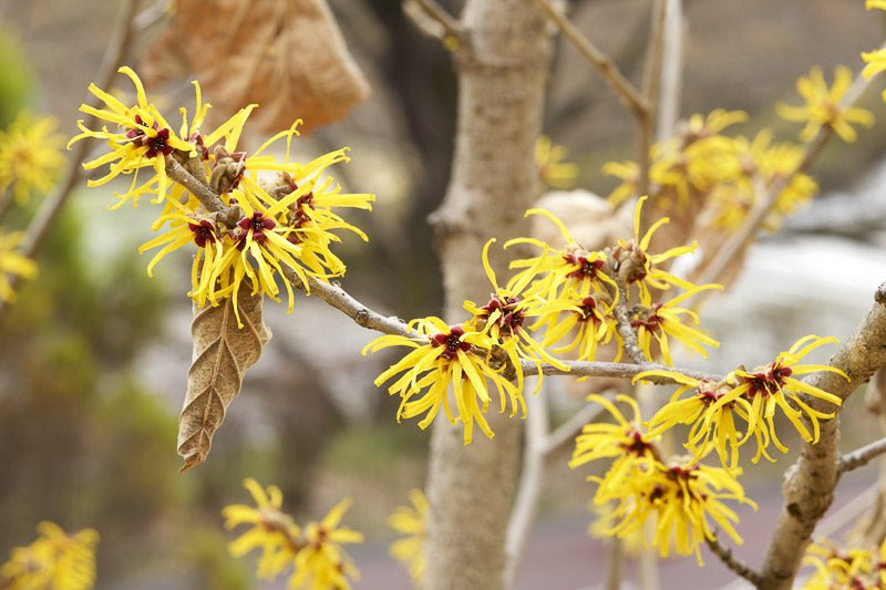 Witch Hazel intermedia Pallida Yellow (Hamamelis x) - Ladybird Nursery