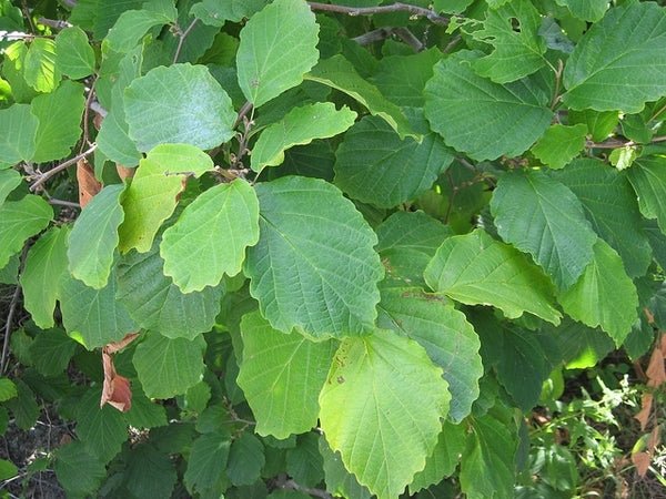 Witch Hazel (Hamamelis virginiana) 300mm Pick Up Only - Ladybird Nursery