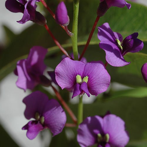 Purple Coral Pea Spray (Hardenbergia violacea) - Ladybird Nursery