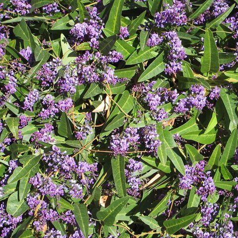 Hardenbergia Happy Wanderer (Hardenbergia violacea) - Ladybird Nursery