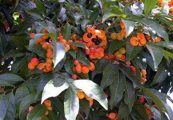 Tulipwood (Harpullia pendula) - Ladybird Nursery