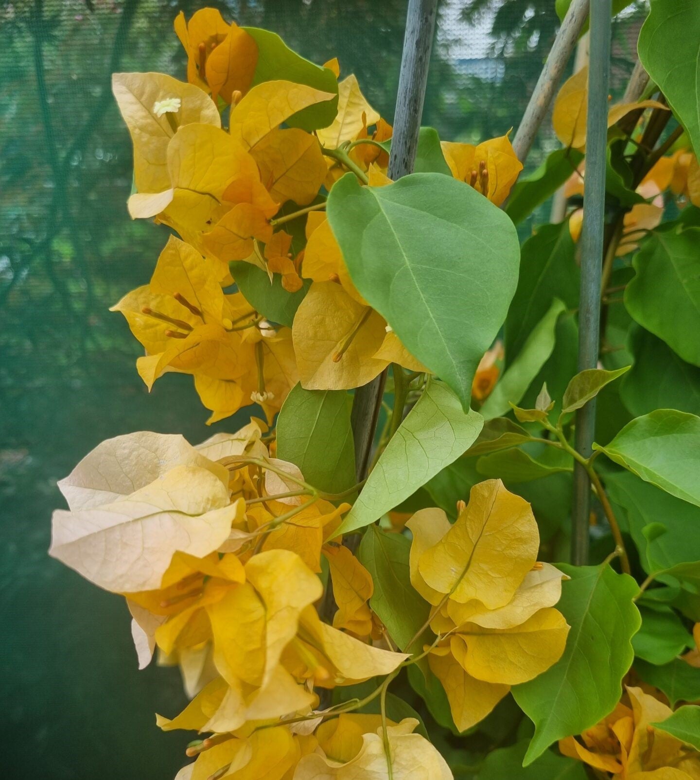 Bougainvillea Hawaiian Gold (Bougainvillea glabra) - Ladybird Nursery