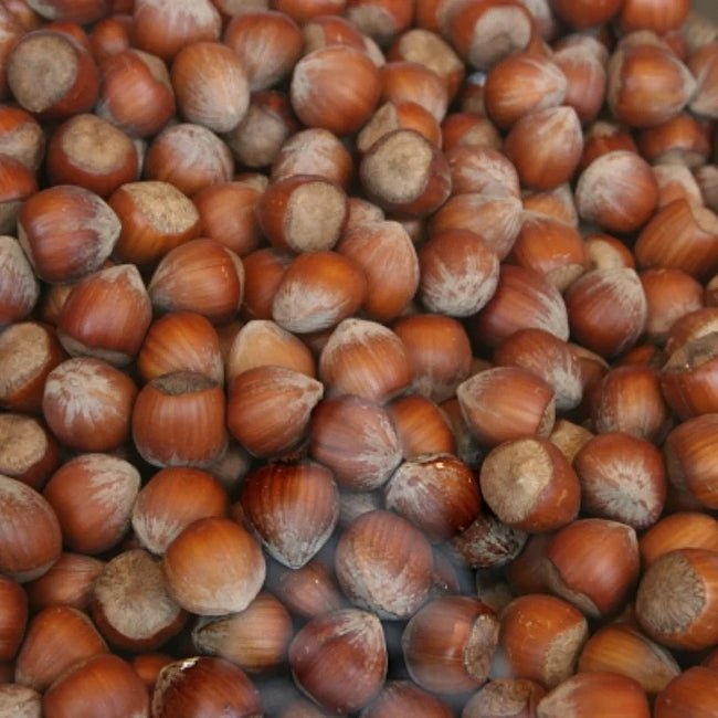 Hazelnut Red Aveline - Ladybird Nursery