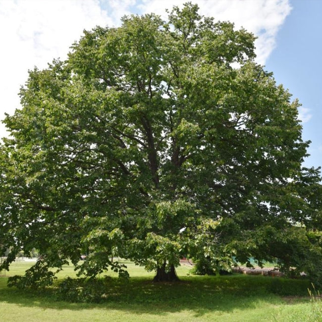 Hazelnut Turkish Cosford