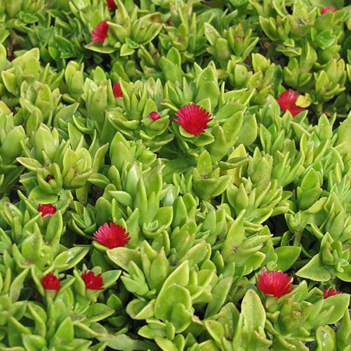 Heartleaf Ice Plant Rosea Baby Sunrose (Aptenia cordifolia) - Ladybird Nursery
