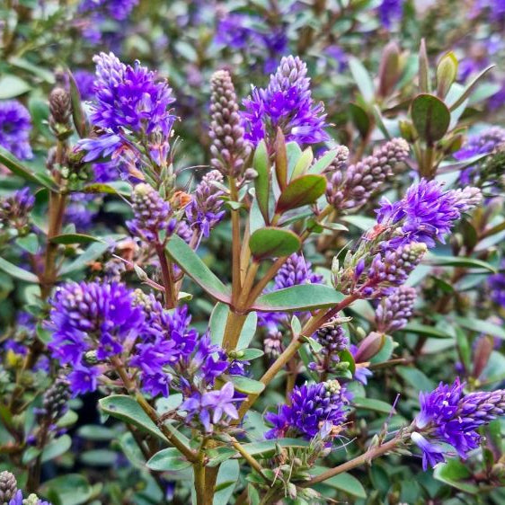 Hebe ‘Never Ending Glory’ - Ladybird Nursery