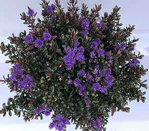 Hebe ‘Never Ending Glory’ - Ladybird Nursery