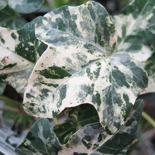 English Ivy Camouflage (Hedera helix) - Ladybird Nursery