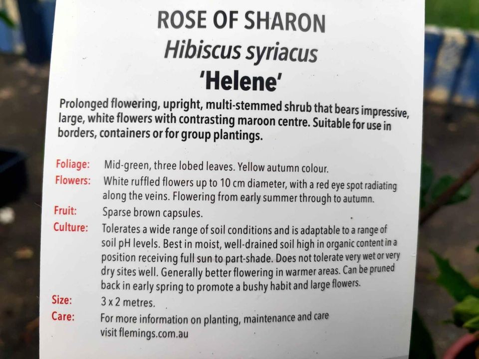 Helene Rose of Sharon - Ladybird Nursery