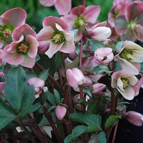 Hellebore Ange lGlow (Helleborus ) - Ladybird Nursery