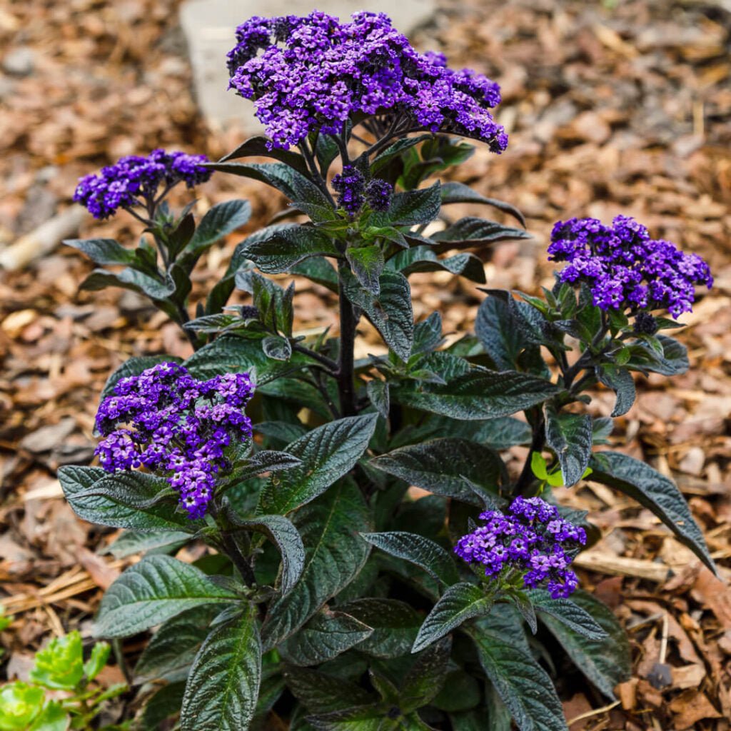 Cherry Pie Scentropia Dark Blue (Heliotropium arborescens) - Ladybird Nursery