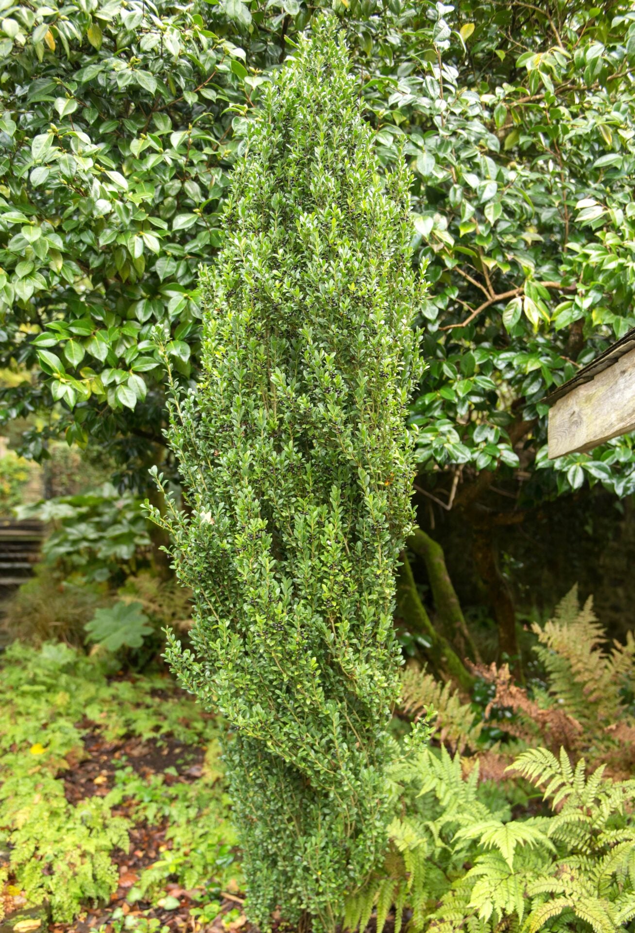 Sky Pencil Holly fastigiata (Ilex crenata) - Ladybird Nursery