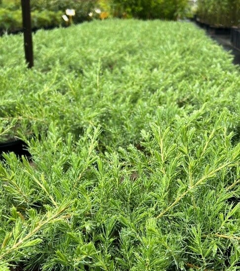 Shore Juniper (Juniperus conferta) - Ladybird Nursery