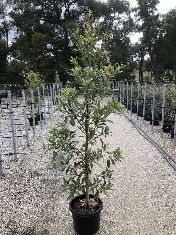 Blueberry Ash Tree (Elaeocarpus reticulatus) - Ladybird Nursery