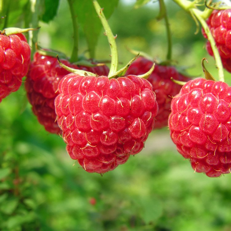 Heritage Raspberry Fruit Plants (rubus idaeus)