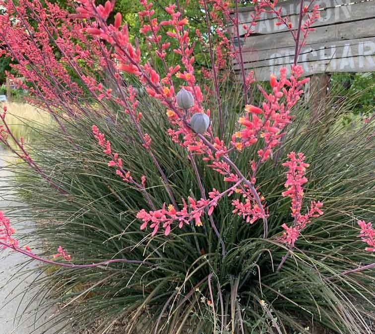 Red Yucca (Hesperaloe parviflora) - Ladybird Nursery