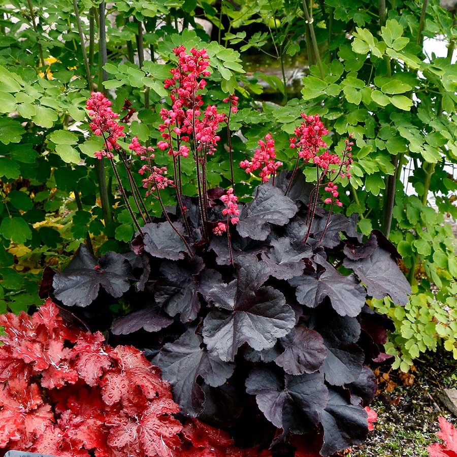 Heuchera 'Black Forest Cake' - Ladybird Nursery