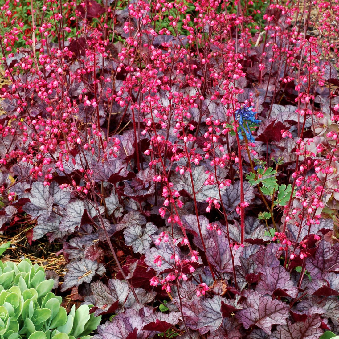 Heuchera Glitter - Ladybird Nursery