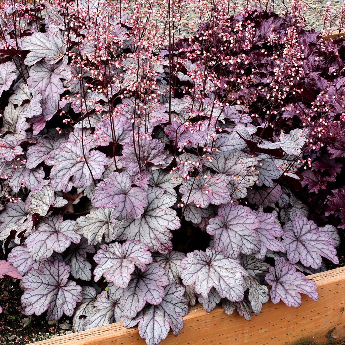 Heuchera Sugar Plum (Heuchera) - Ladybird Nursery