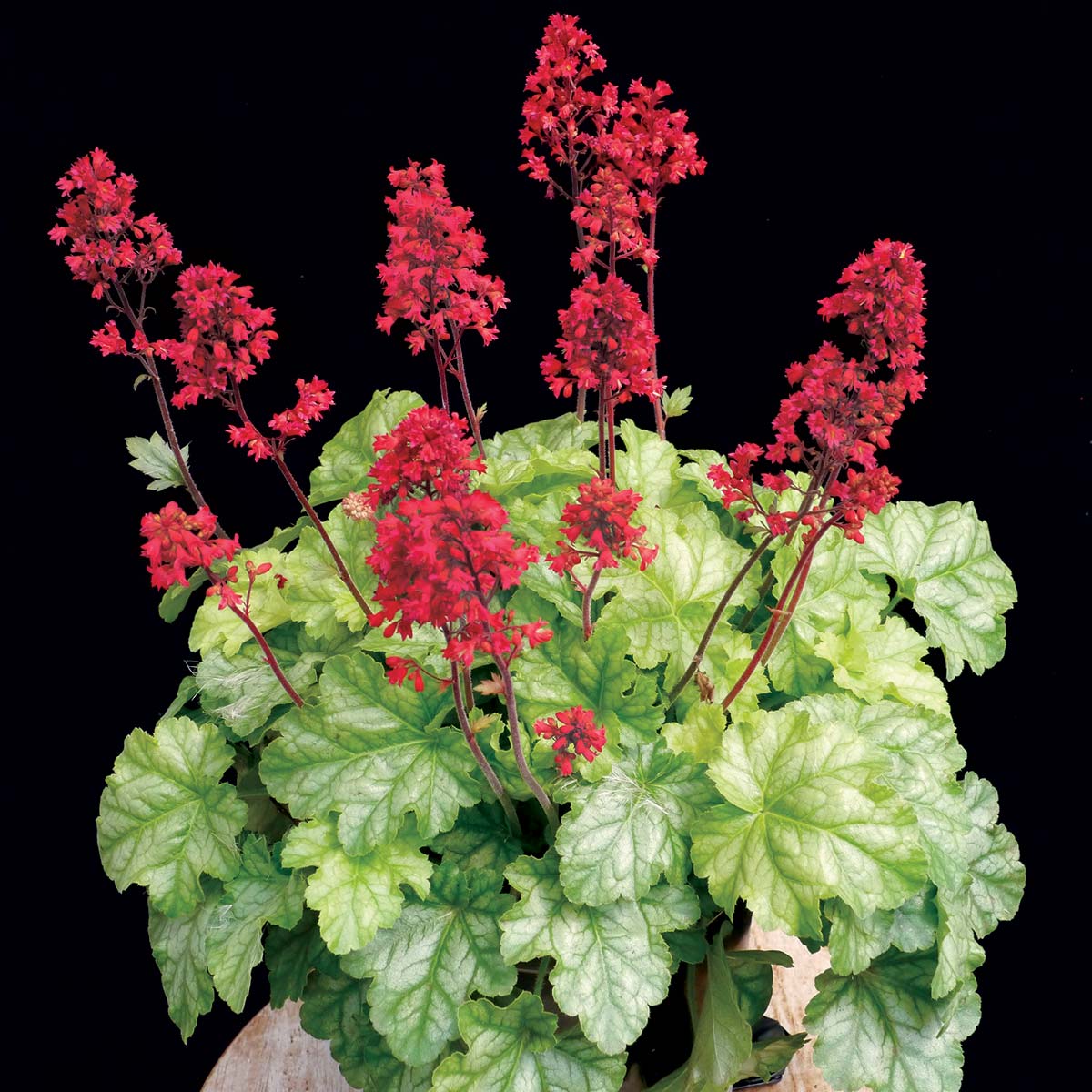 Heuchera Tokyo - Ladybird Nursery