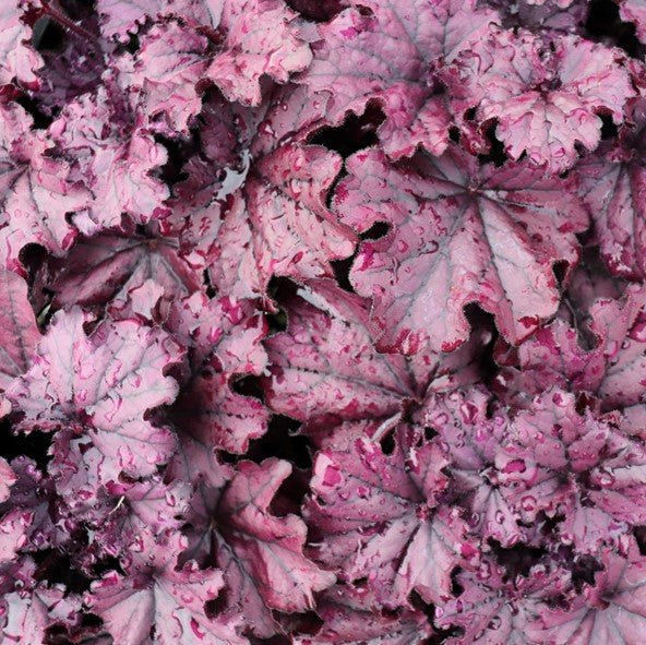 Heuchera Black Taffeta (Heuchera sanguinea) - Ladybird Nursery
