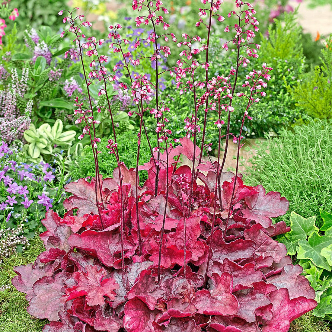Heuchera Fire Chief - Ladybird Nursery