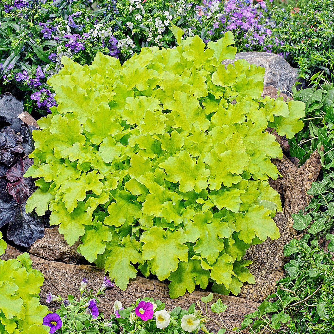 Heuchera 'Lime Marmalade' - Ladybird Nursery